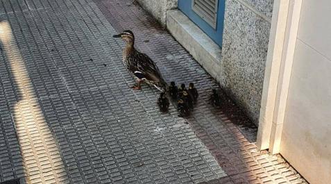 Los patos que se pasearon este lunes por la urbanización de Barañáin Patos
