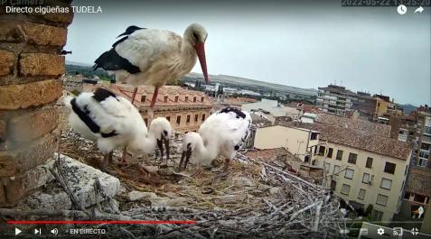 cigo Captura de pantalla del canal de YouTube Rotwind que retransmite las imágenes del nido de cigüeñas ubicado en la plaza de los Fueros de Tudela.