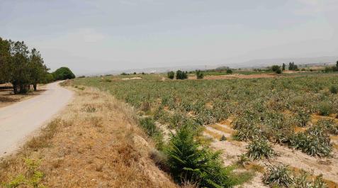 Imagen de uno de los campos de cultivo de la Dehesa de Ribaforada, donde se modernizará el regadío Imagen de uno de los campos de cultivo de la Dehesa de Ribaforada, donde se modernizará el regadío