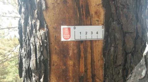 Detalle del impacto que causó el incendio Detalle del impacto que causó el incendio
