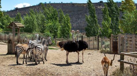 Los animales de Sendaviva están ya de regreso en el parque con normalidad Los animales de Sendaviva están ya de regreso en el parque con normalidad