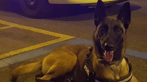 droga perro En los últimos días la Policía Municipal de Pamplona ha realizado 12 decomisos de droga
