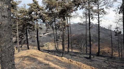 efectos-incendio-perdon Fotos de los incendios en Navarra y sus efectos este martes. Vista de los daños causados por el fuego en la sierra de El Perdón y sus alrededores.