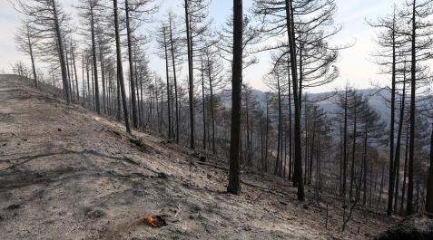 efectos-incendio-perdon Fotos de los incendios en Navarra y sus efectos este martes. Vista de los daños causados por el fuego en la sierra de El Perdón y sus alrededores.
