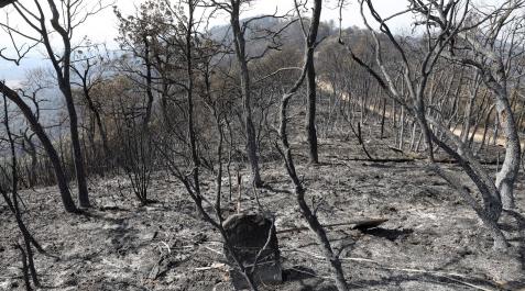 efectos-incendio-perdon Fotos de los incendios en Navarra y sus efectos este martes. Vista de los daños causados por el fuego en la sierra de El Perdón y sus alrededores.