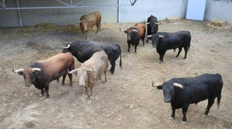 toros-nunez-del-Cuvillo Los toros de la ganadería Nuñez del Cuvillo ya están en los corralillos del Gas