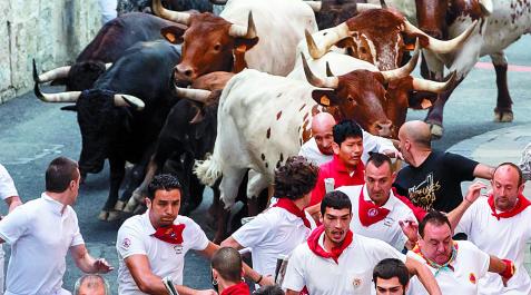 Cabestros Los mansos encabezan la manada de Cebada Gago en el encierro del 8 de julio de 2019