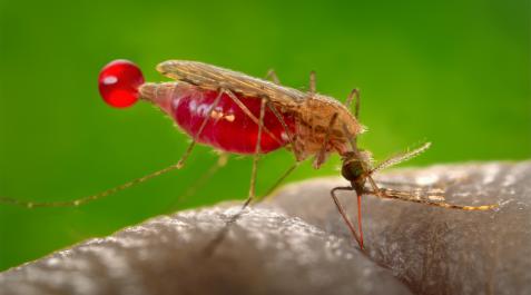 mosquito Hembra de mosquito Anopheles gambiae, vector del parásito que causa la malaria, Plasmodium falciparum. Este parásito produce un precursor llamado (E)-4-hidroxi-3-metil-but2-enil pirofosfato que activa los glóbulos rojos humanos para atraer con más fuerza al mosquito e invitarle a chuparnos la sangre.