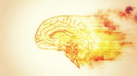 cerebro Cerebro