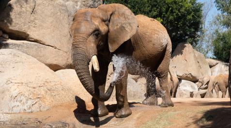 El elefante Kibo El elefante Kibo