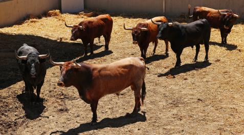 Miuras22 Reses de la ganadería Miura en los corralillos del Gas