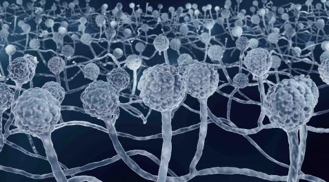 La biomasa es el producto final de la fermentación de la cepa bacteriana desarrollada para producir la molécula BSG005 La biomasa es el producto final de la fermentación de la cepa bacteriana desarrollada para producir la molécula BSG005