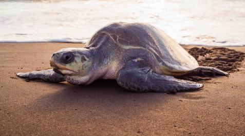 Una tortuga verde en la playa del Ostional, en Costa Rica Una tortuga verde en la playa del Ostional, en Costa Rica