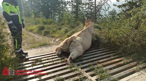 Imagen de la vaca que ha quedado atrapada en un paso canadiense en un paraje cerca de Liédena Imagen de la vaca que ha quedado atrapada en un paso canadiense en un paraje cerca de Liédena