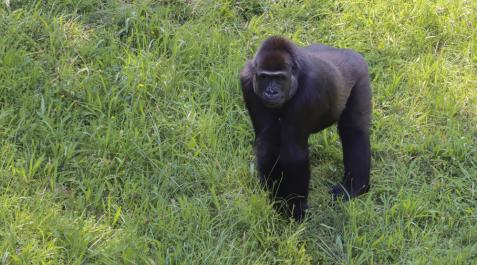 Gorila en Cabárceno Cabárceno acoge a una familia de seis gorilas
