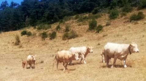 vacas El Gobierno de Navarra analiza el impacto de la sequía en el sector primario