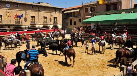 larraga-vaca-brava Representación a caballo de la trashumancia vacuna en Larraga