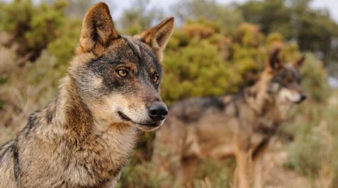 LOBO Varios ejemplares de lobo