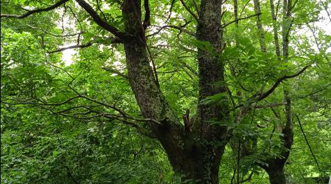 castano Medio Ambiente constata una reducción de los daños causados por la avispilla del castaño en Navarra