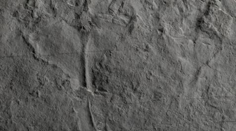Auroralumina-depredador-antiguo-fosil Fósil de 'Auroralumina attenboroughii‘
BGS/UKRI
01/08/2022