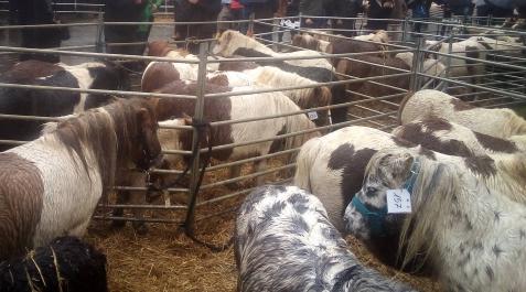 ponis Ponis en una feria del norte de Navarra