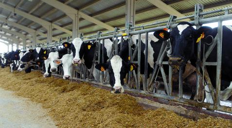 vaqueria Vacas en la granja de la cooperativa Valle de Odieta