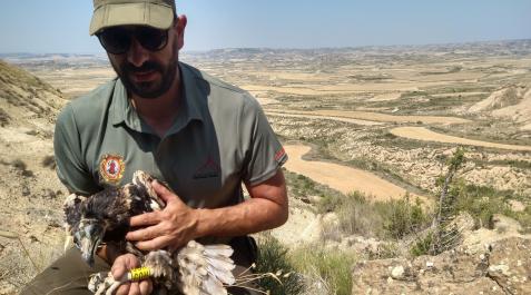 A Un guarda de Bardenas sostiene entre sus manos un alimoche anillado.