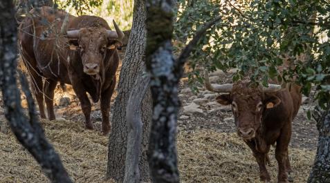 Toros de Casta Navarra en la extensión boscosa situada en el interior de la finca La Tejería donde cría se cría el ganado de Reta Toros de Casta Navarra en la extensión boscosa situada en el interior de la finca La Tejería donde cría se cría el ganado de Reta