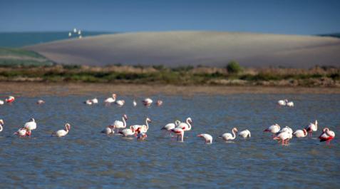 esteros-del-guadalquivir Esteros de la Reserva Ecológica del Guadalquivir
