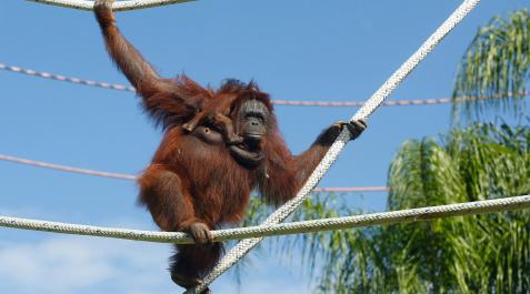 orangutan Una orangután con su cría en un zoo