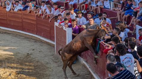 Revolcones y sustos como el de la imagen sin mayores consecuencias en las vaquillas Vaquillas