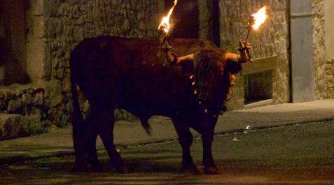 toro-embolado Un toro embolado