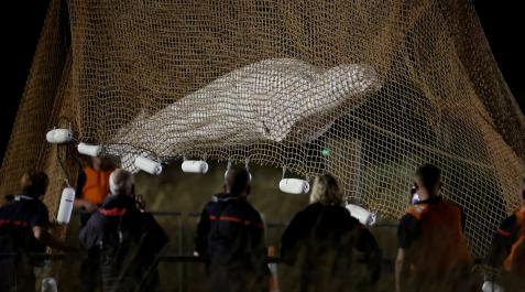 Beluga-paris La ballena beluga rescatada en el río Sena es izada con una grúa
