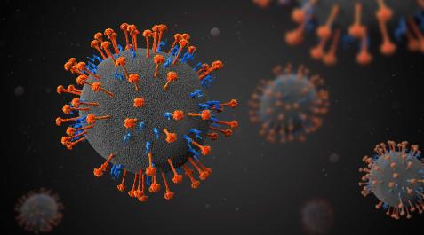 Henipavirus. Henipavirus.