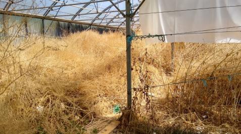 invernaderos-aranzadi-soto Vegetación crecida en el interior de los invernaderos de Casa Soto en el Parque de Aranzadi de Pamplona