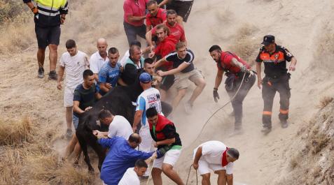 Fotos del tercer encierro del Pilón de Falces Fotos del tercer encierro del Pilón de Falces