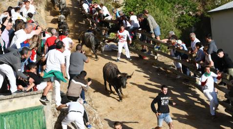 Sexto encierro del Pilón en Falces Sexto encierro del Pilón en Falces