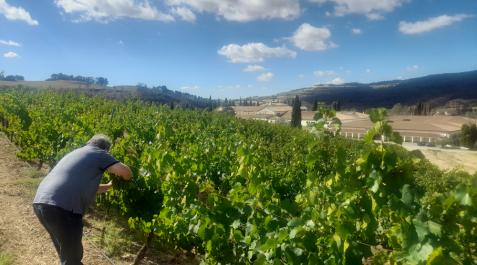 Javier Martínez, responsable de Viticultura de Bodega de Sarría Javier Martínez, responsable de Viticultura de Bodega de Sarría