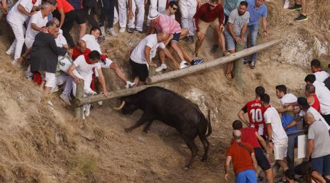 Fotos del último encierro del Pilón de Falces Fotos del último encierro del Pilón de Falces