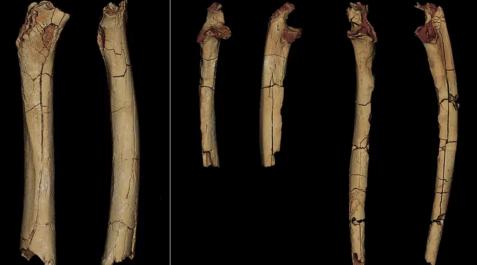 fosiles-Sahelanthropus-tchadensis Un hueso del antebrazo y dos fémures de 'Sahelanthropus tchadensis' encontrados en una excavación en Toros Menalla (Chad)