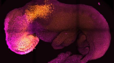 embrion-celulas-madre-raton Científicos logran crear un embrión 'sintético' con cerebro y corazón en su fase inicial