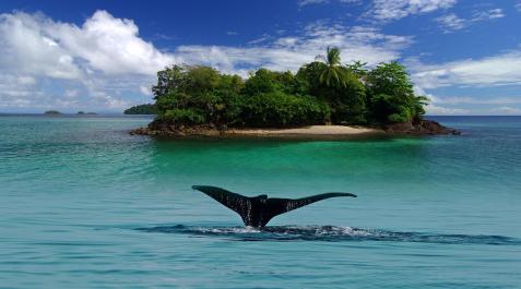 isla coiba Los océanos tendrán que seguir esperando por un tratado que los proteja