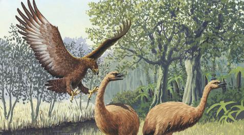 HARPAGORNIS-AGUILA-GIGANTE Ilustración de un águila de Haast atacando a un moa gigante de la isla Sur, en Nueva Zelanda
