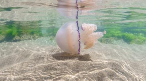 medusas Cada vez nos encontramos con más medusas en el mar