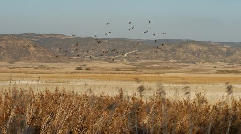 aves La laguna de Pitillas, unas de las zonas contempladas en el proyecto