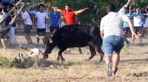 TRAIDA02 Un astado embiste a un mozo tendido en el suelo durante la traída de las vacas de Cintruénigo.