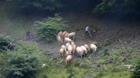 erdiz Varias vacas son guiadas por el paraje de Erdiz.