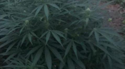 Uno de los invernaderos de marihuana localizados por la Guardia Civil Uno de los invernaderos de marihuana localizados por la Guardia Civil
