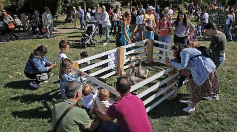 Varias familias observan el cercado con las ocas Varias familias observan el cercado con las ocas