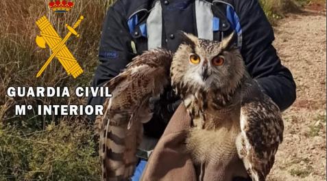 Buho Ejemplar de búho real rescatado en Tudela